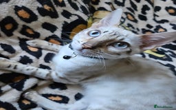 Bengal cats for sale: Snow bengal kittens for loving homes  - Image 33
