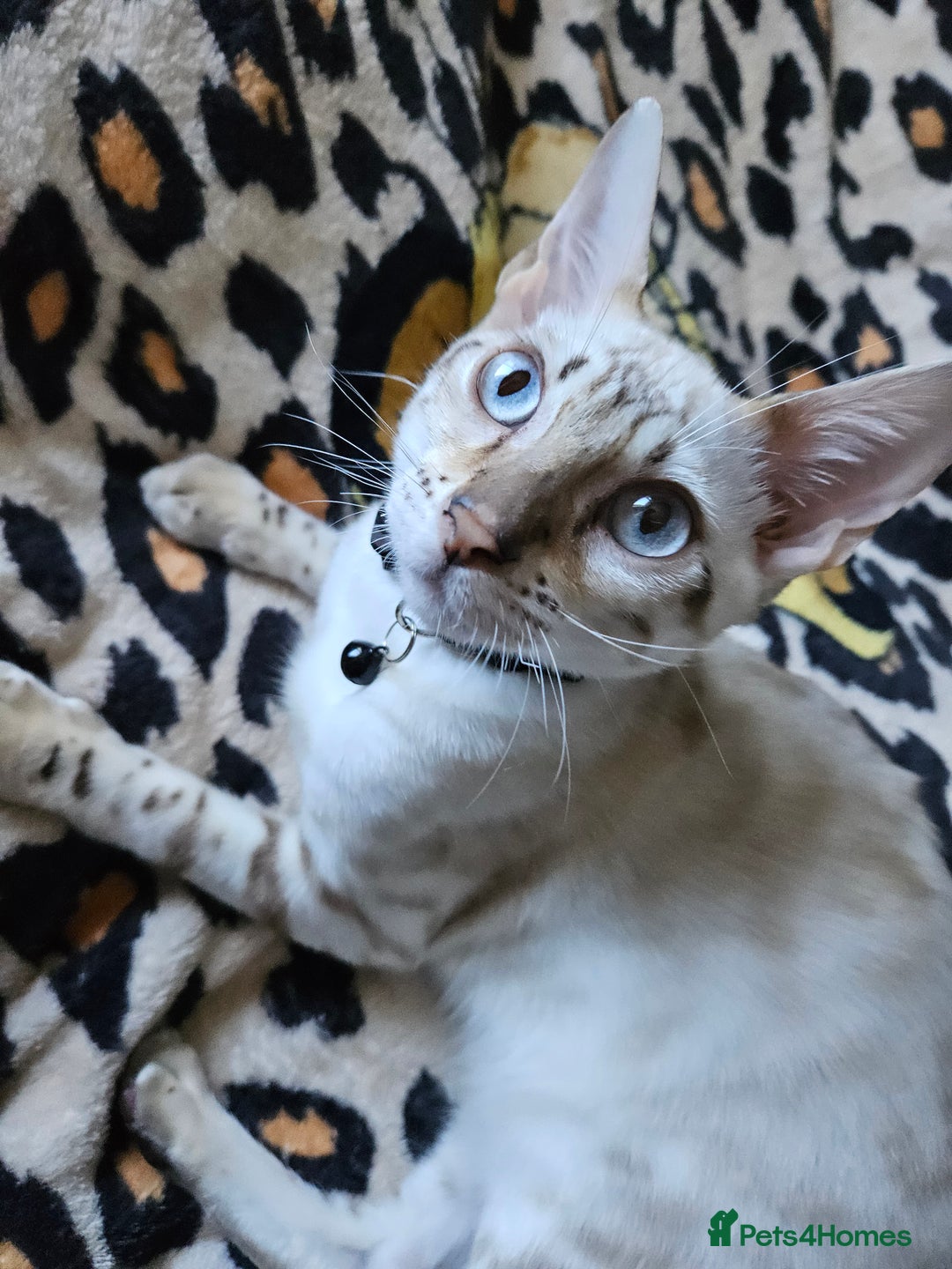 Bengal cats for sale: Snow bengal kittens for loving homes  - Image 33