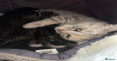 Scottish Fold cats - Advert 9
