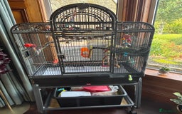 Conures birds for sale: Male & Female Red Factor Pineapple Conures - Image 9