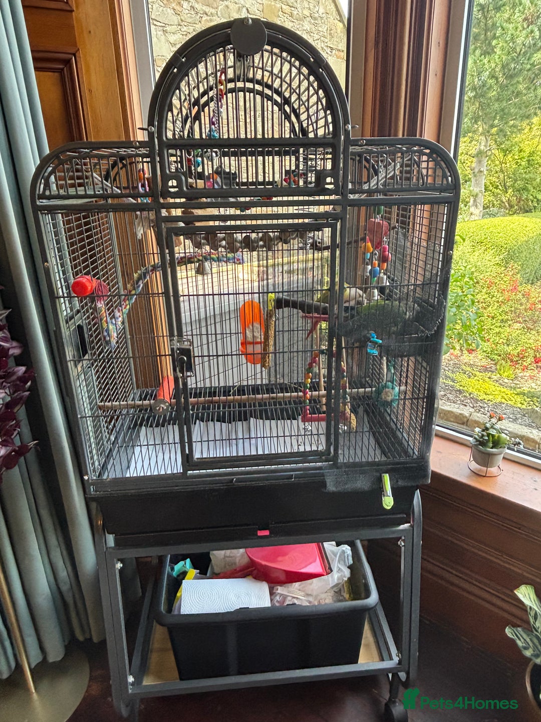 Conures birds for sale: Male & Female Red Factor Pineapple Conures - Image 9