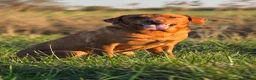Labrador Retriever dogs for stud: Superb Fox Red Working Labrador at Stud - Advert 3