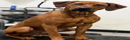 Rhodesian Ridgeback dogs for stud: KC registered male Rhodesian Ridgeback  in Sheffield - Advert 5