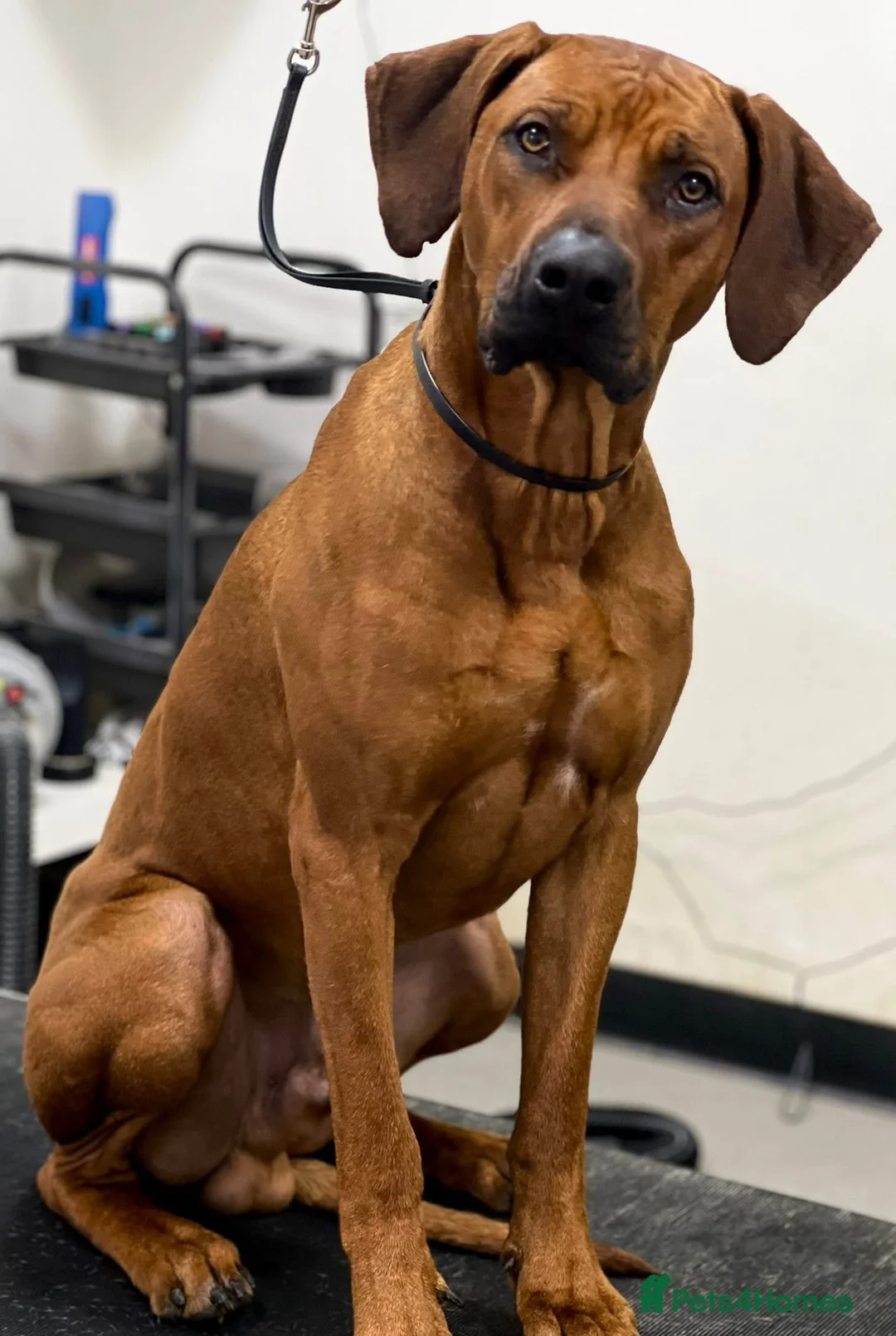 Rhodesian Ridgeback dogs for stud: KC registered male Rhodesian Ridgeback  in Sheffield - Advert 5