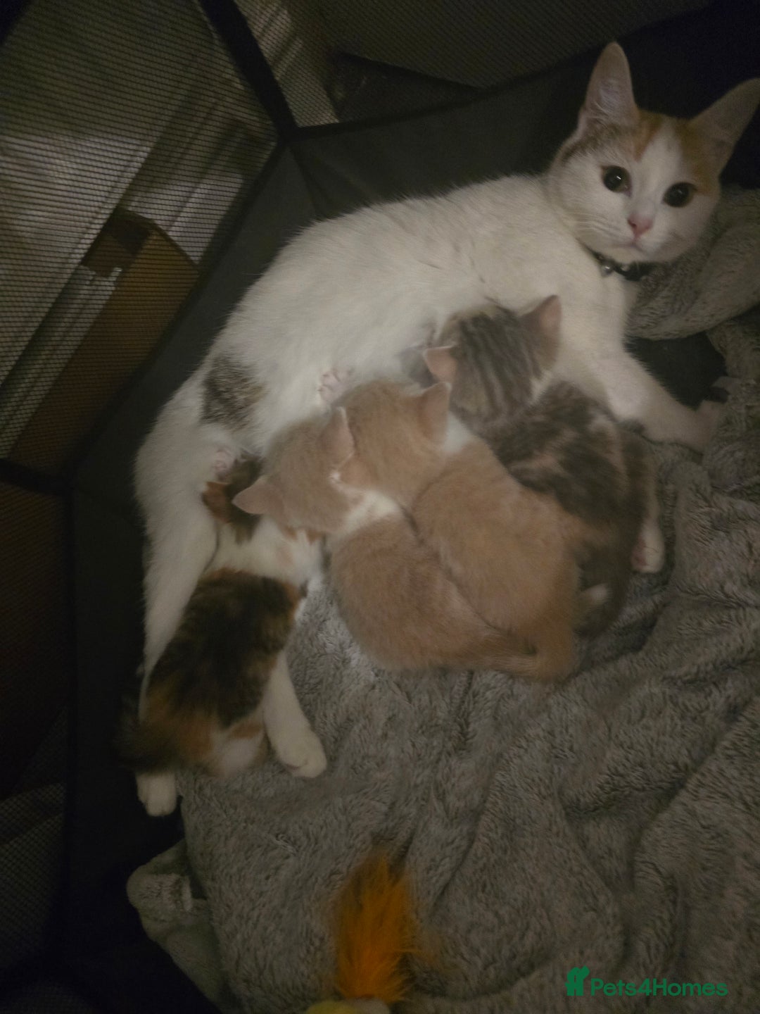 Domestic Shorthair cats for sale: Gorgeous Girl  - Advert 6