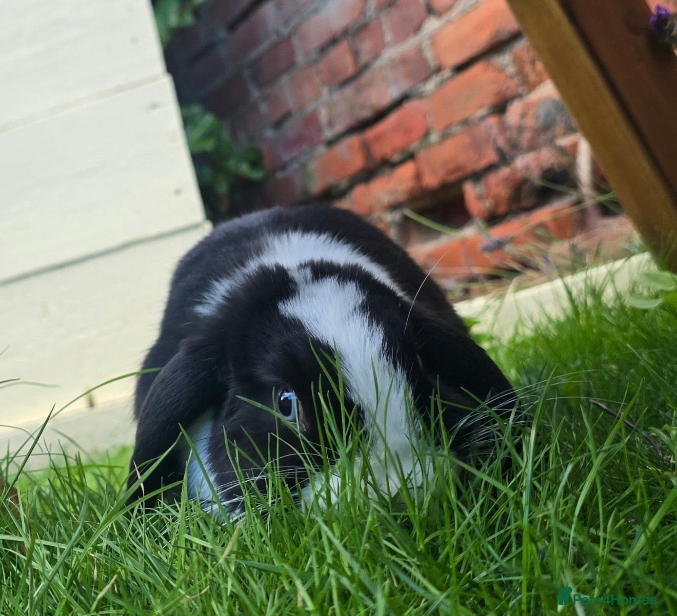 Mini Lop rabbits Mini lop - Advert 1