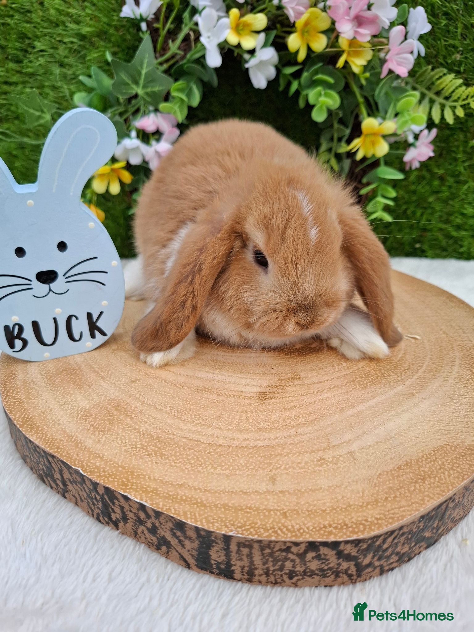 Mini Lop rabbits Gorgeous mini lops for sale - Advert 16