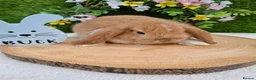 Mini Lop rabbits for sale: Gorgeous mini lops for sale - Advert 2