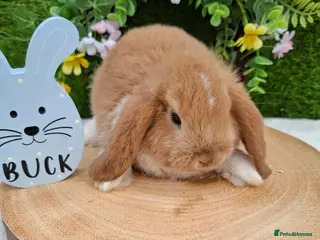 Mini Lop rabbits Gorgeous mini lops for sale - Advert 3
