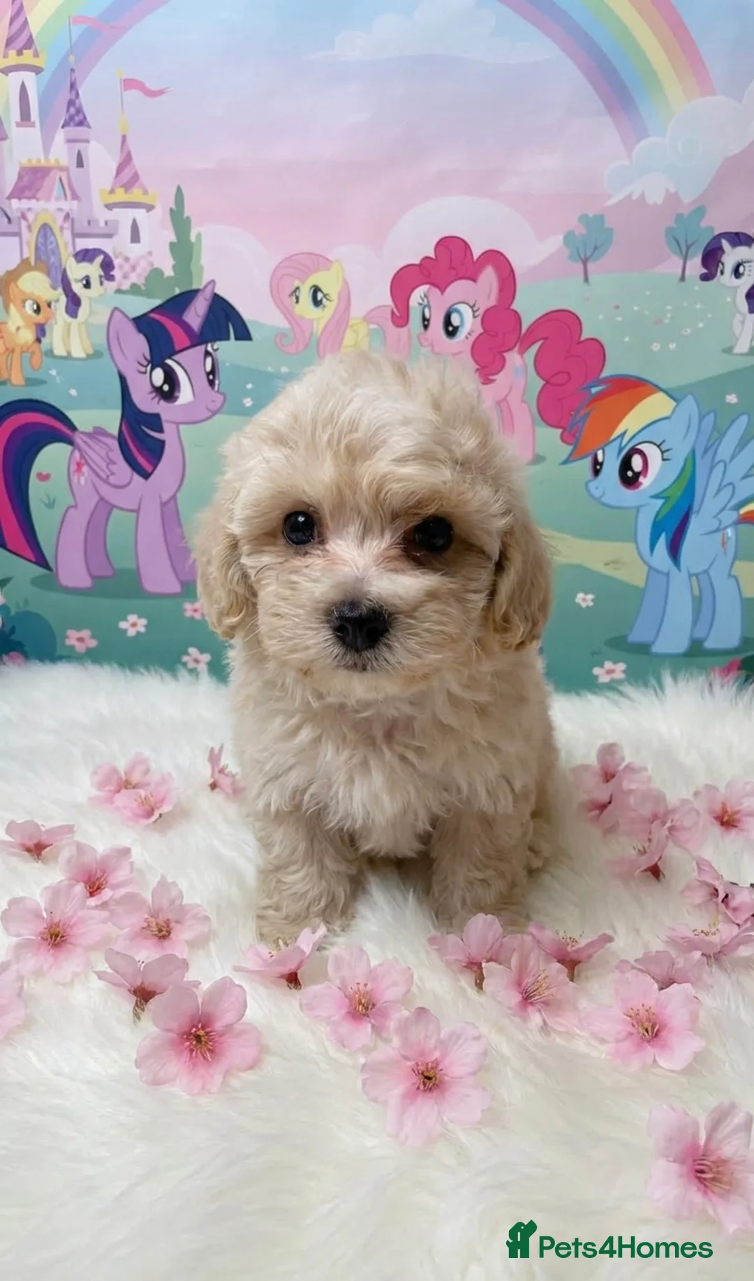 Maltipoo dogs for sale: Adorable Toy F1 DNA Tested Parents  - Advert 4