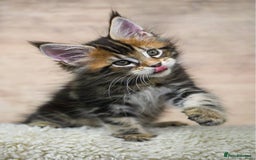 Maine Coon cats for sale: 🥇 5 Generation Pedigree - TICA registered  🌟 - Advert 16