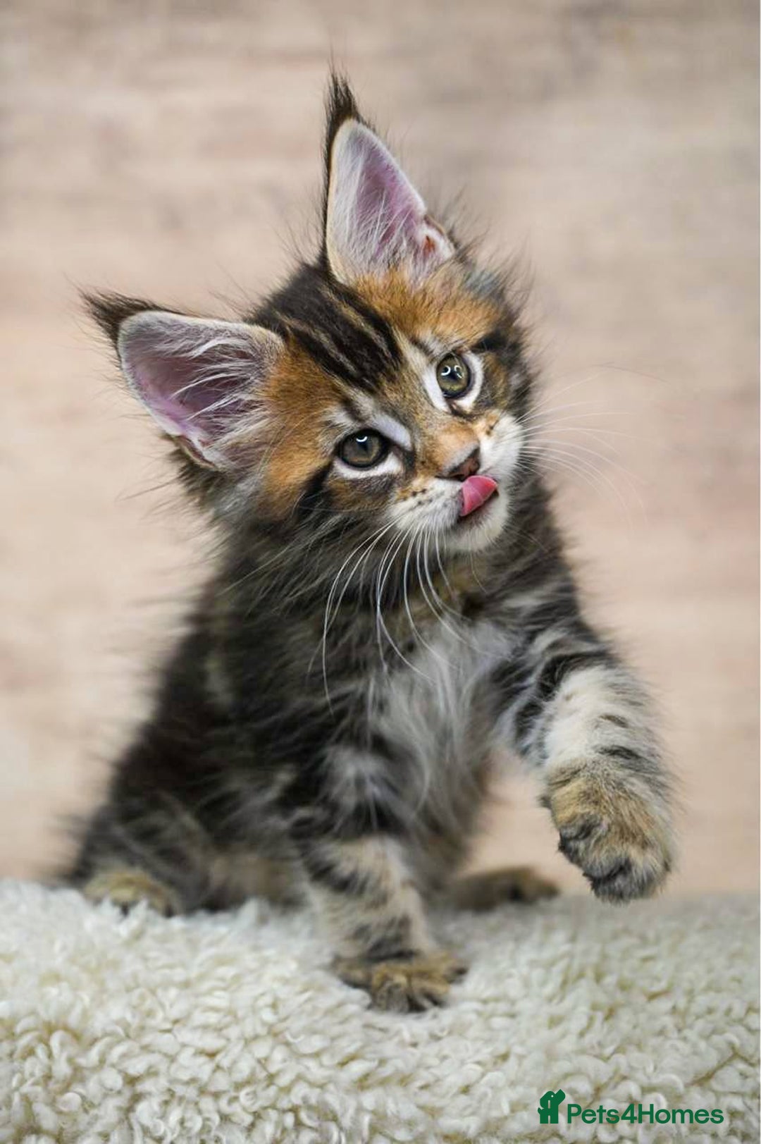 Maine Coon cats for sale: 🥇 5 Generation Pedigree - TICA registered  🌟 - Advert 16