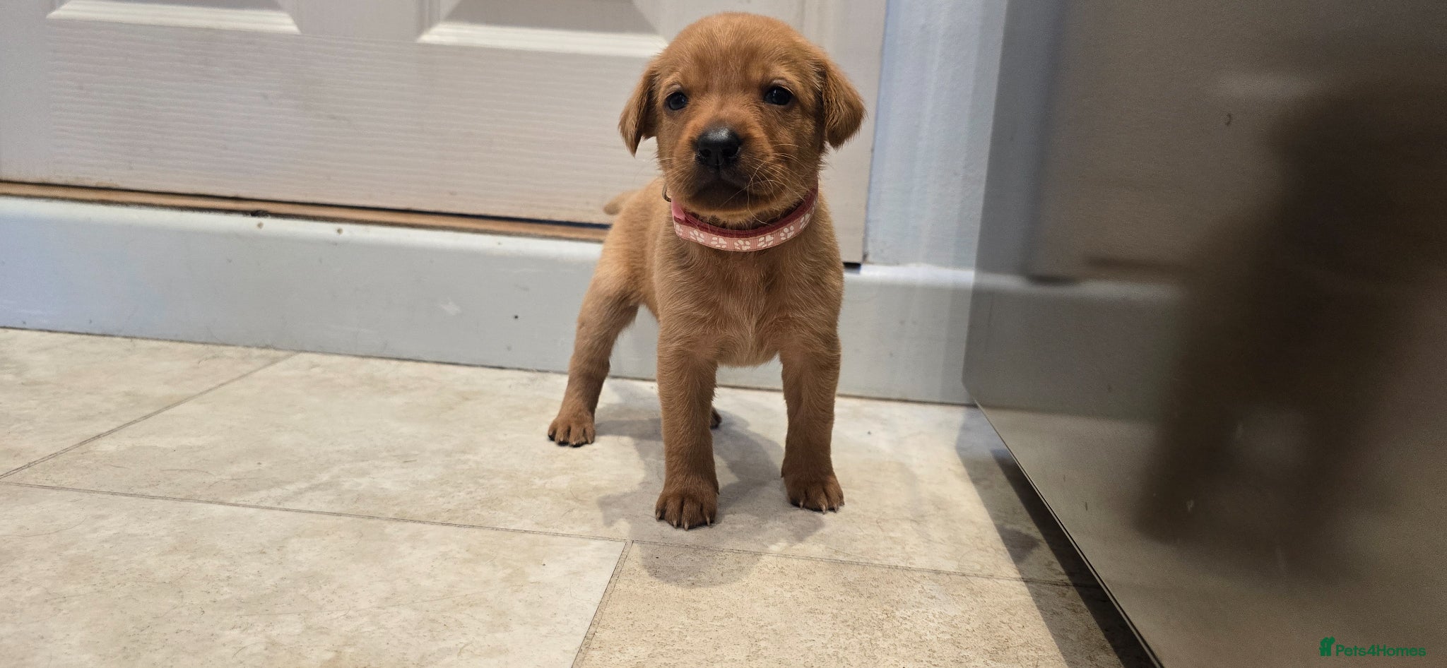 Labrador Retriever dogs KC Registered Fox Red Labrador  - Advert 17