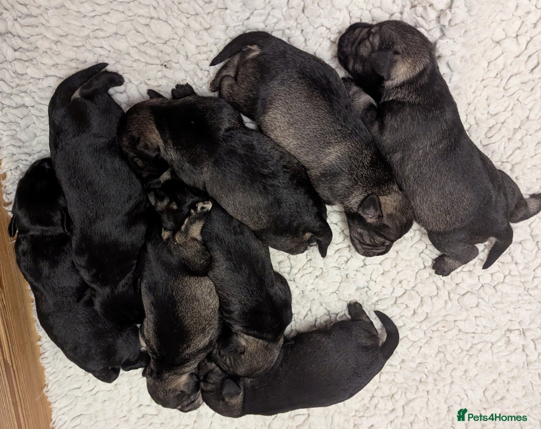 Miniature Schnauzer dogs for sale: Beautiful,Health Tested Miniature Schnauzer Pups - Advert 6