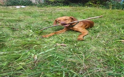 Hungarian Vizsla dogs for sale: Ralph - Image 2