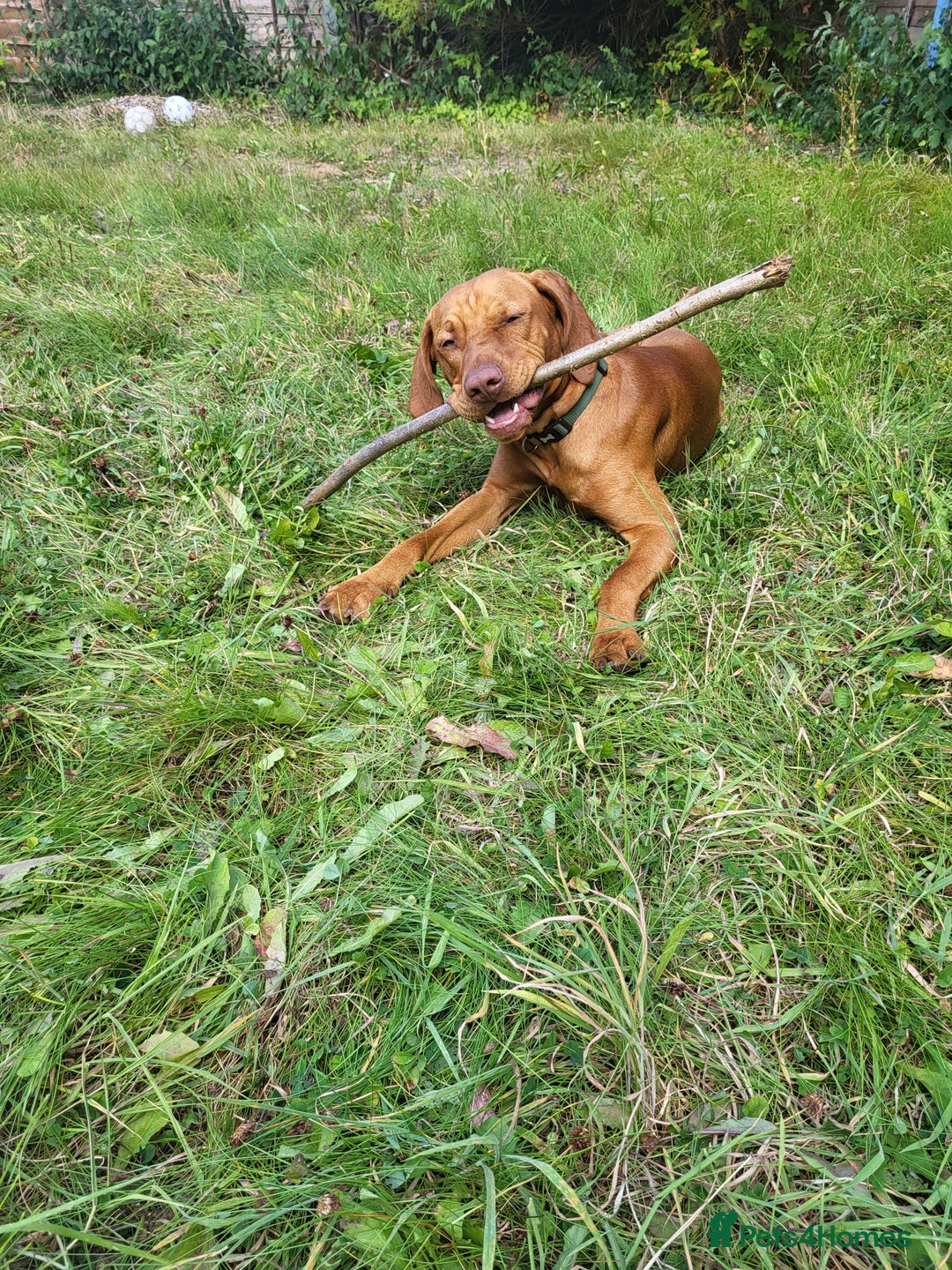 Hungarian Vizsla dogs for sale: Ralph - Image 2
