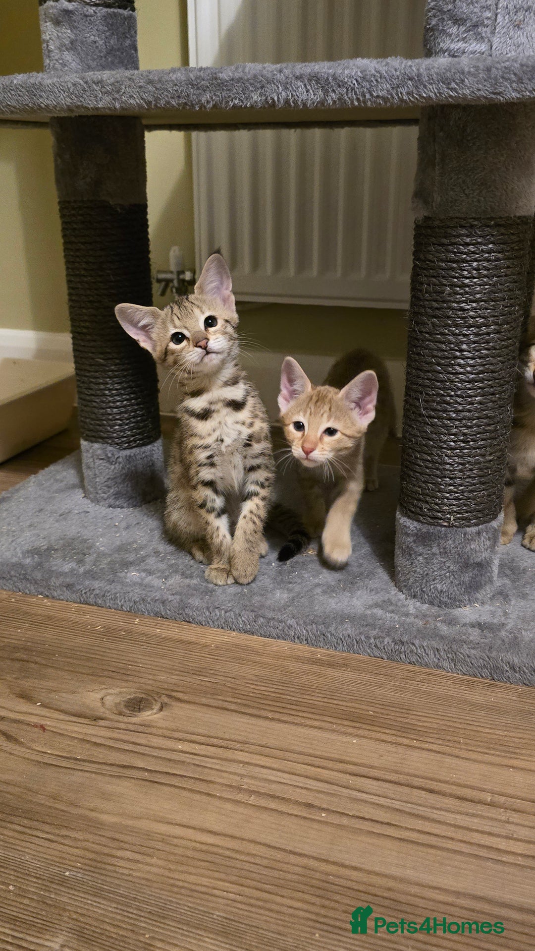 Savannah cats for sale: F3 Tica Registered Savannah Kittens  - Advert 6