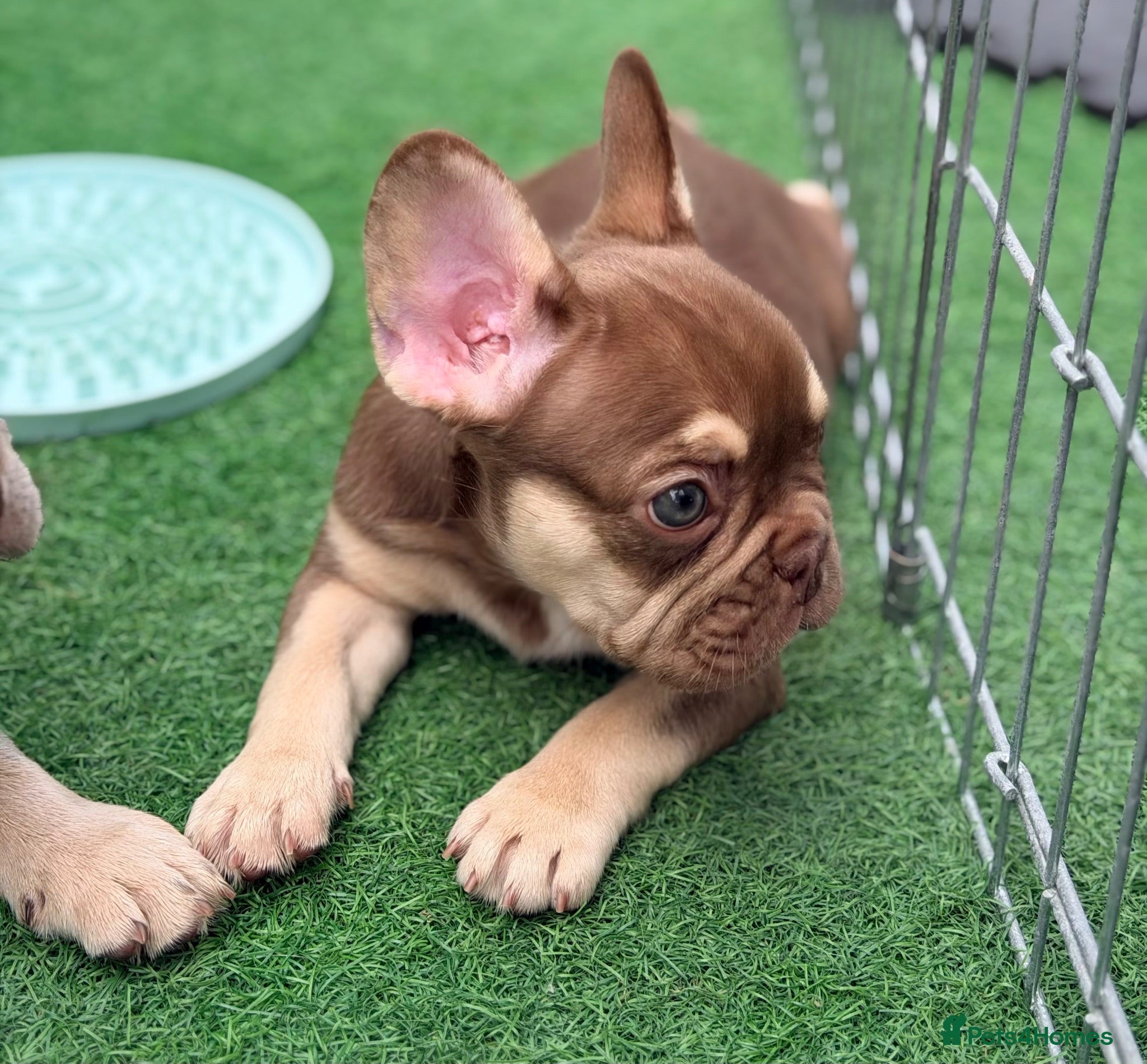 French Bulldog dogs KC French bulldog puppies highly healthed parents - Advert 1