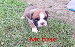 Boxer dogs for sale: Boxer puppies kennel club reg 5 star licence  - Image 10