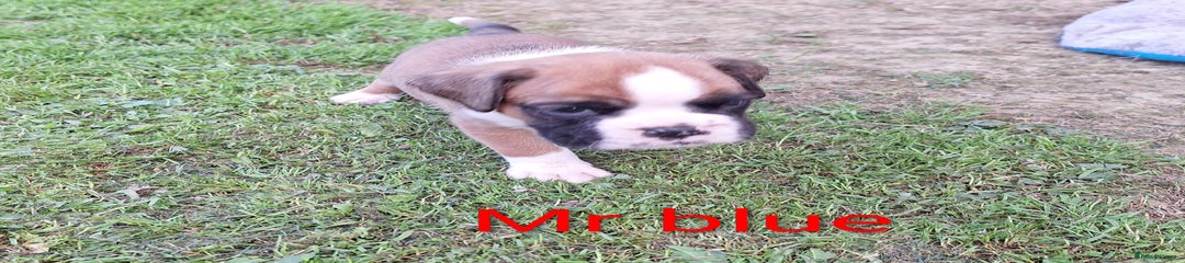 Boxer Puppy 5