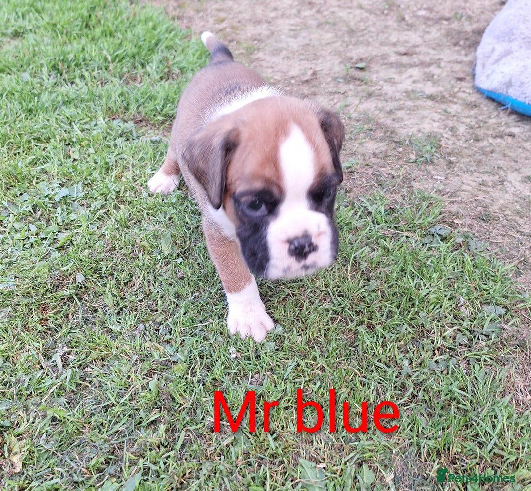 Boxer dogs for sale: Boxer puppies kennel club reg 5 star licence  - Image 10