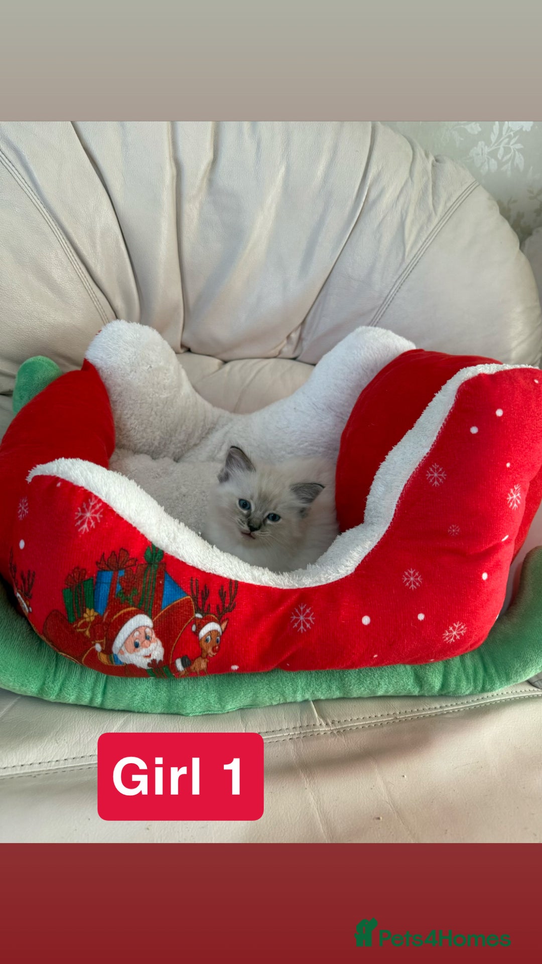 Ragdoll cats for sale: Stunning litter of ragdoll kittens  - Advert 11