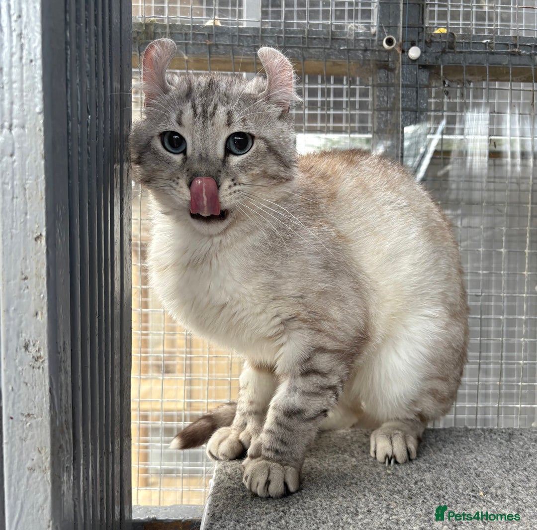 Keetso cats for sale: Rare polydactyl keetso male  - Image 3