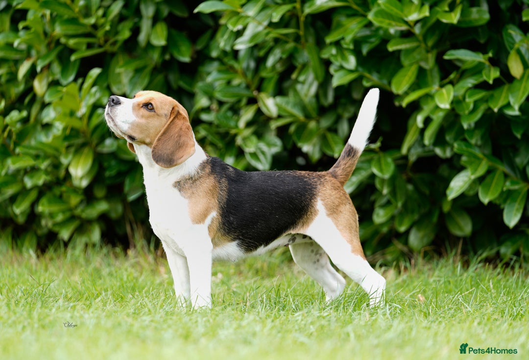 Beagle dogs for stud: Winner at Crufts 2025! in Tonbridge - Image 19