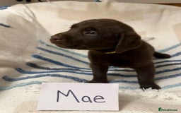 Labrador Retriever dogs for sale: Pure breed Labrador Retrievers puppies  - Image 8