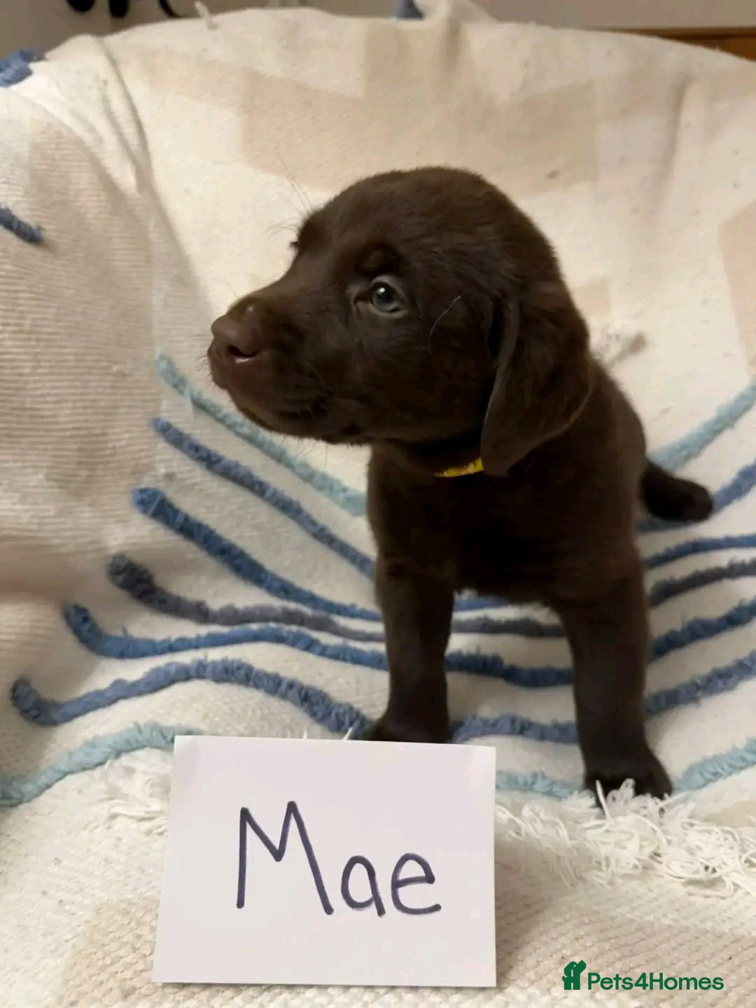 Labrador Retriever dogs for sale: Pure breed Labrador Retrievers puppies  - Image 8