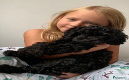 Cavapoo dogs for sale: Stunning premium F1 Cavapoos 🥰 DNR tested parents - Image 4