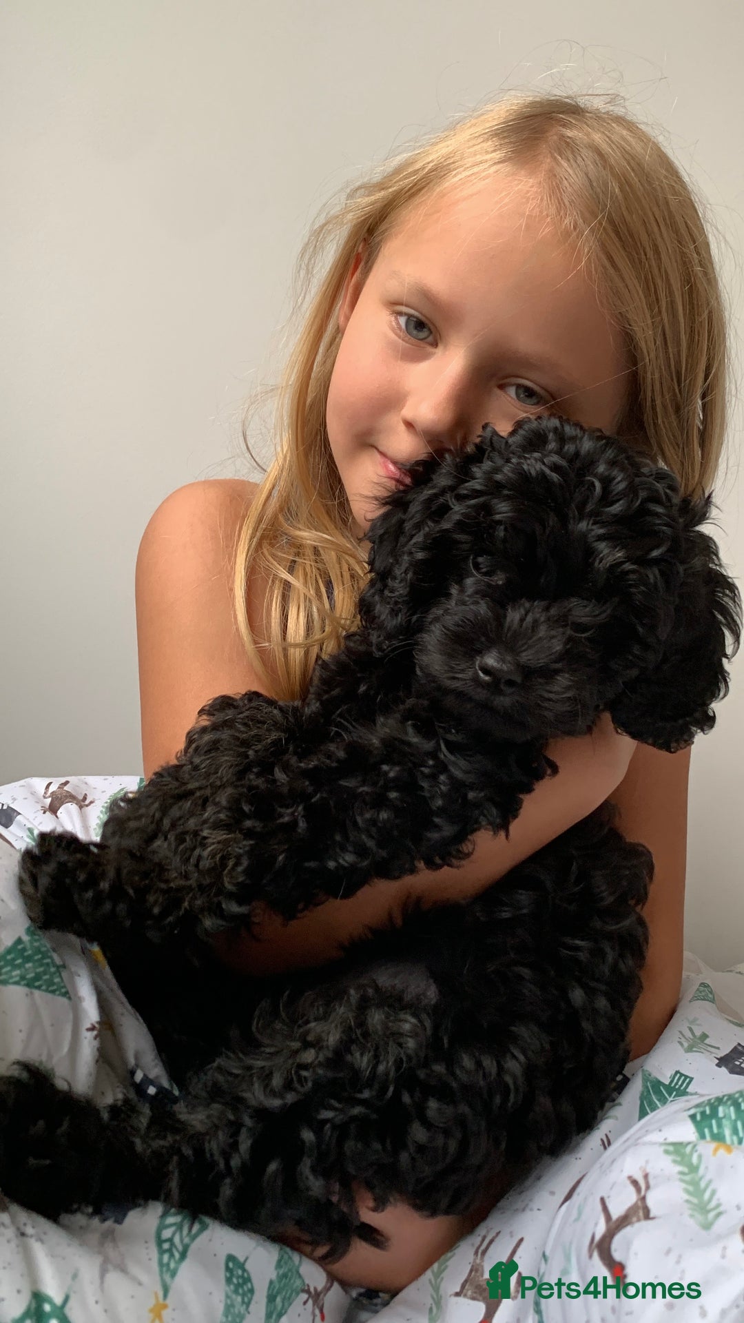 Cavapoo dogs for sale: Stunning premium F1 Cavapoos 🥰 DNR tested parents - Image 4