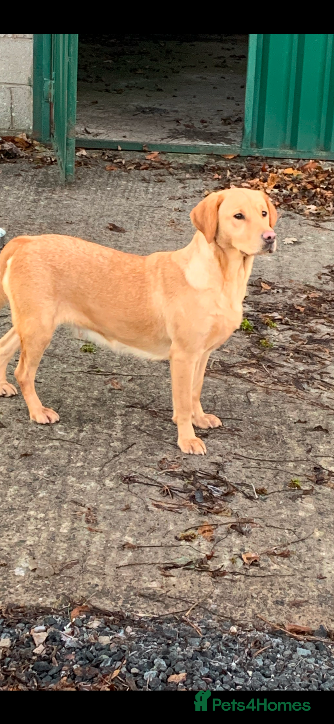 Labrador Retriever dogs Our Beutiful golden lab Roxy - Advert 1