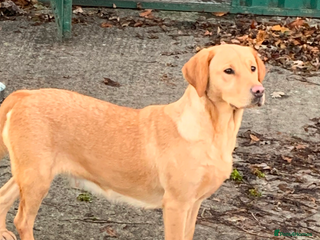 Labrador Retriever dogs Our Beutiful golden lab Roxy - Advert 18