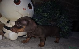 Miniature Dachshund dogs for sale: Kc registered quality mini dachshund puppies - Image 29