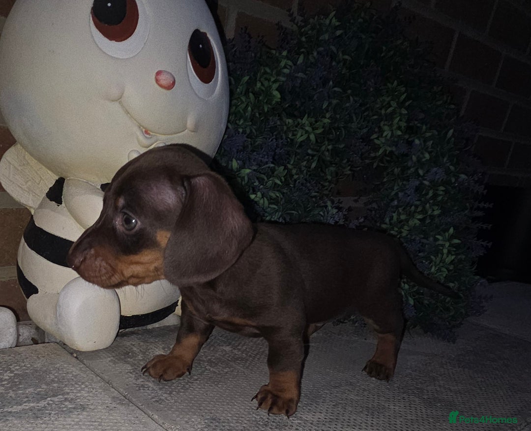 Miniature Dachshund dogs for sale: Kc registered quality mini dachshund puppies - Image 29