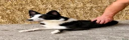 Border Collie dogs for sale: 18 Month Old Border Collie Bitch  - Advert 2