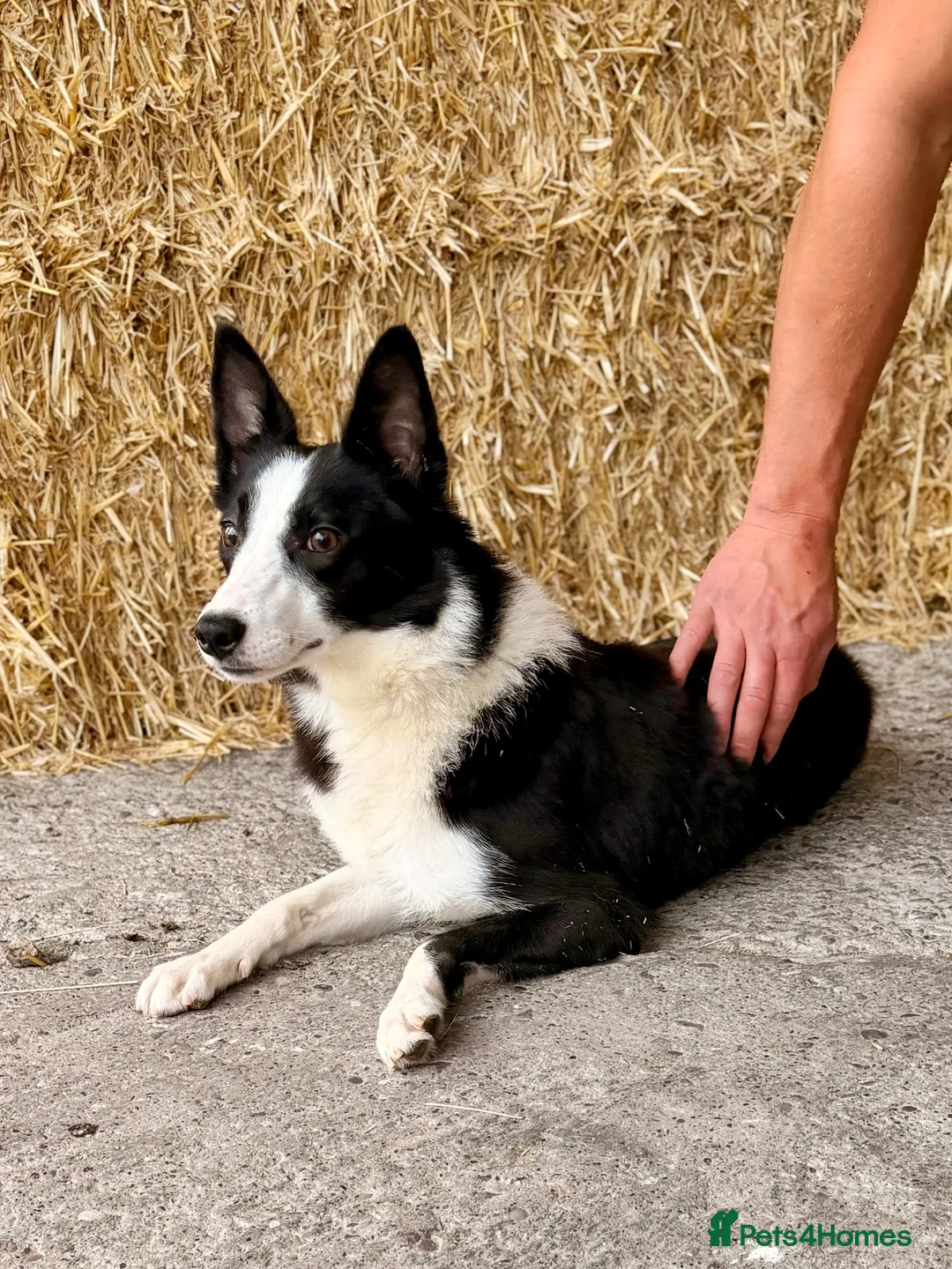 Border Collie dogs for sale: 18 Month Old Border Collie Bitch  - Advert 2