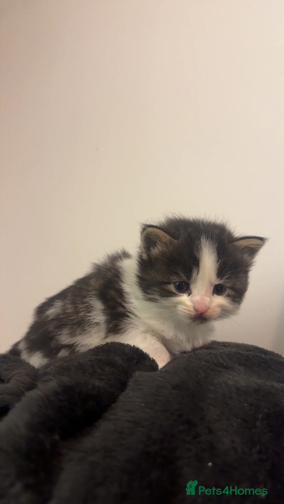 Maine Coon cats for sale: Maine Coon X Kittens - Advert 6