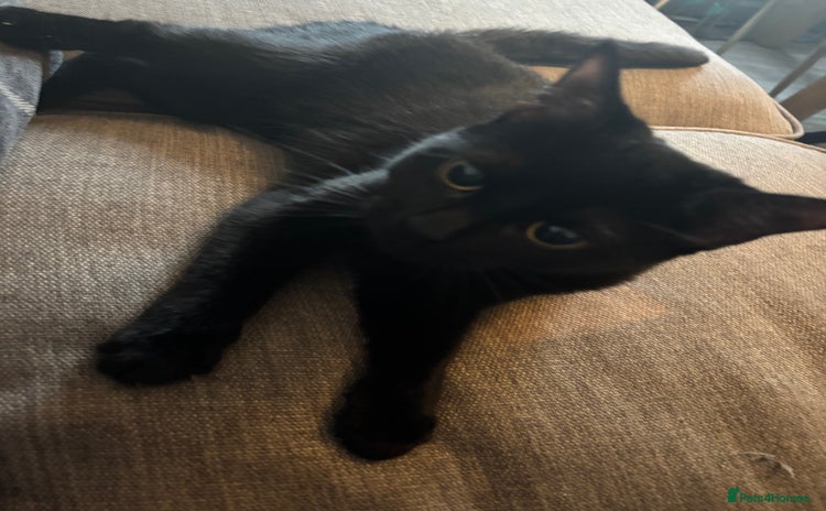 Bombay cats - Advert 3