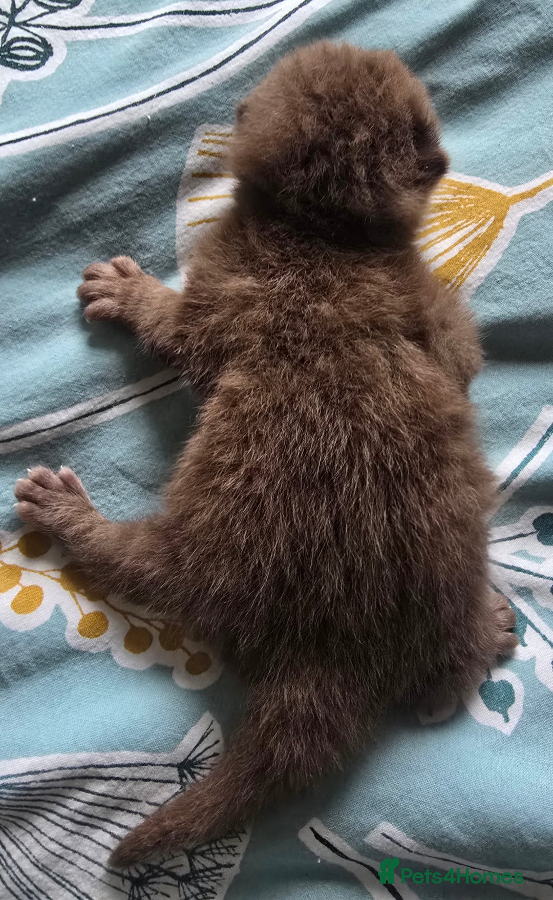 British Shorthair cats for sale: ONE GIRL LEFT TICA REGISTERED BRITISH SHORTHAIR - Advert 22