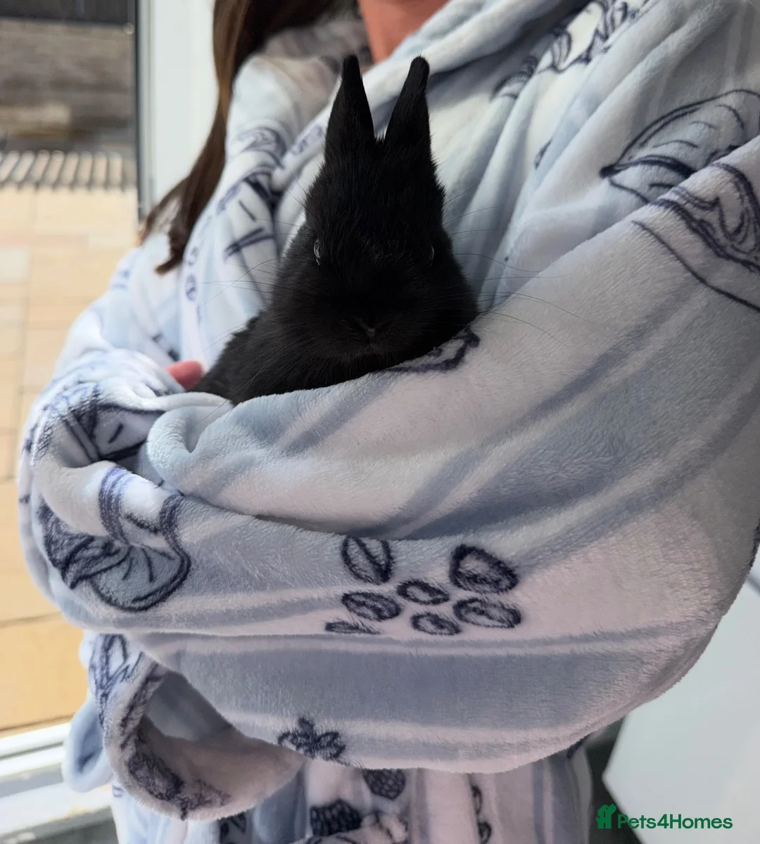 Netherland Dwarf rabbits for sale: Netherland dwarf bunny in Retford - Advert 2