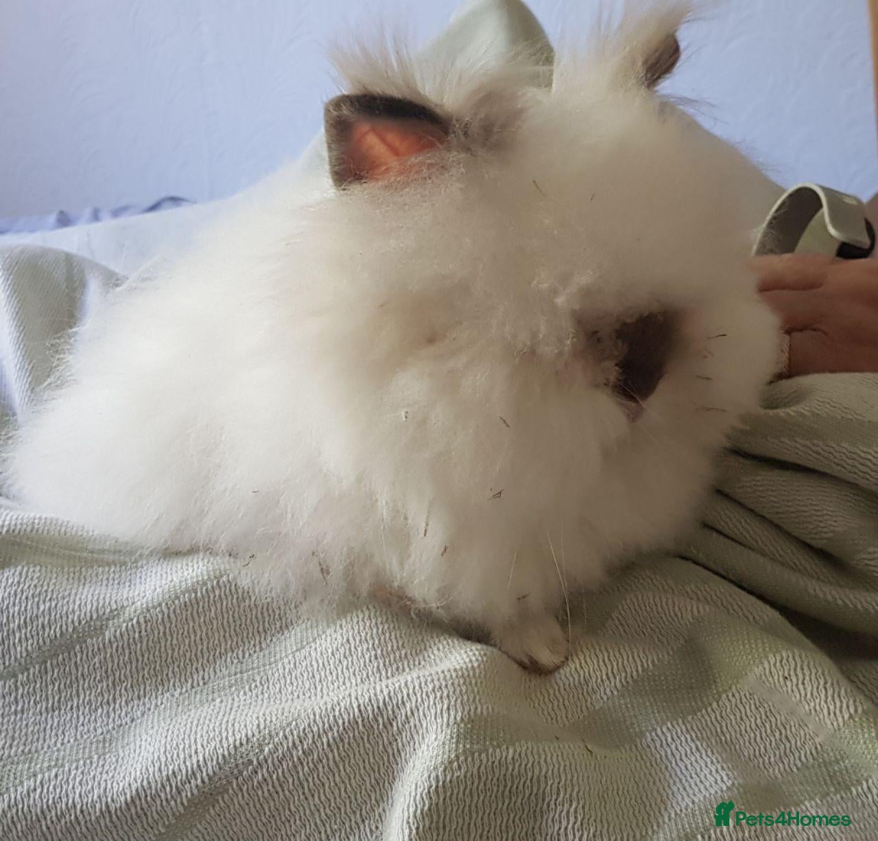 Angora rabbits Adorable Angora/Double maned lionheads - Advert 9