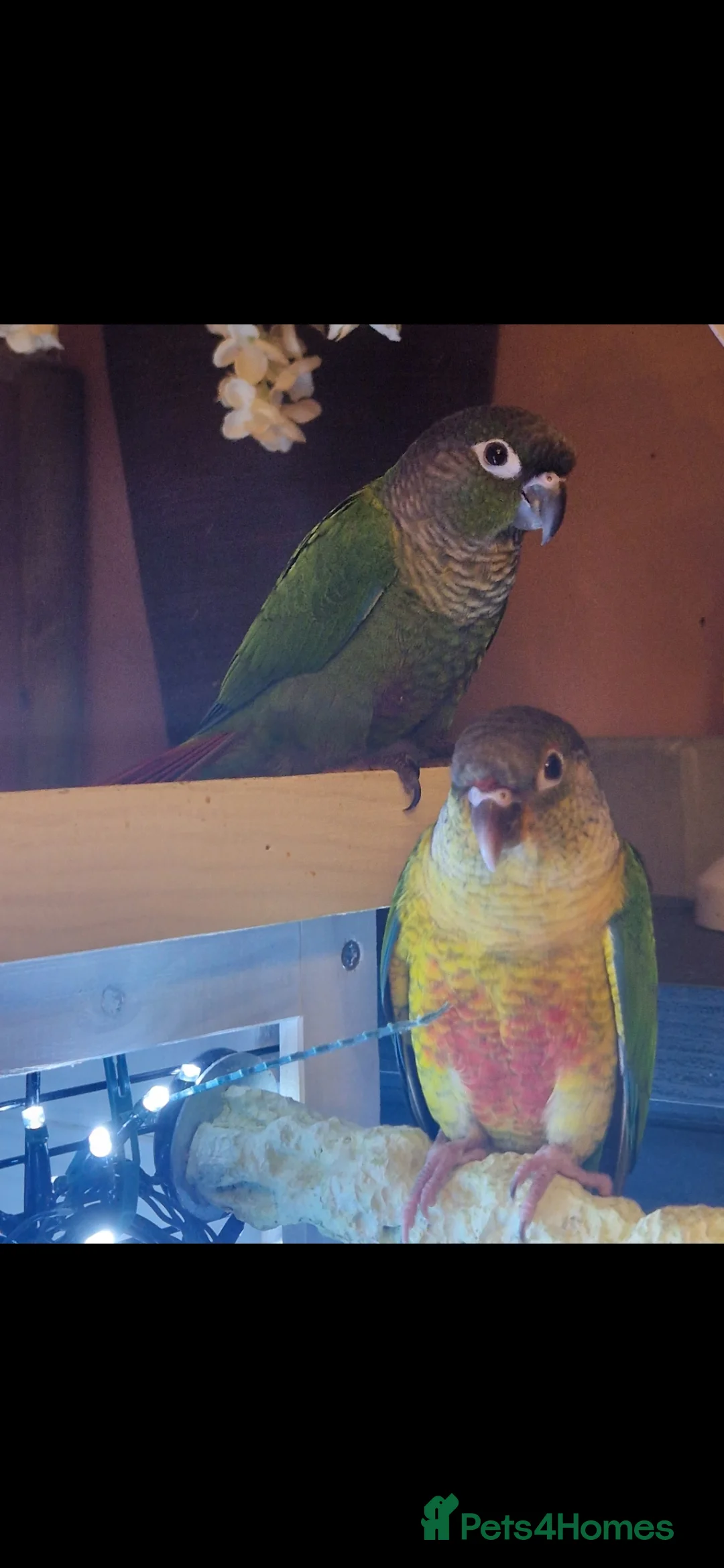 Conures birds for sale: 2 baby conures hand tame - Advert 1