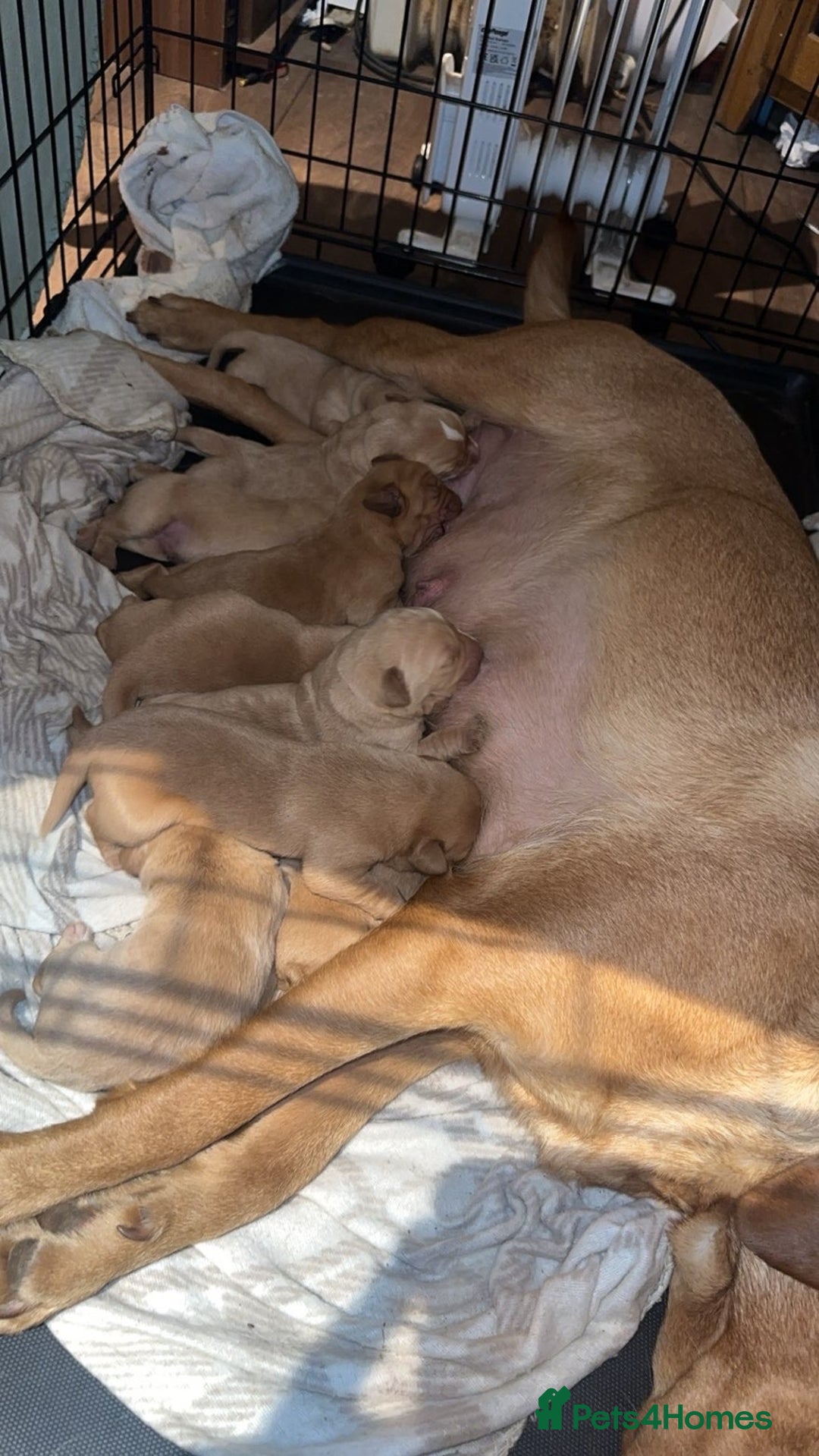 Labrador Retriever dogs for sale: Fox red Labrador puppies.  - Advert 2