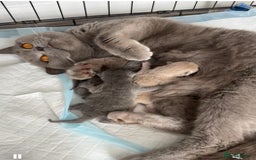 British Shorthair cats for sale: British shorthair kittens up for sale  - Image 2
