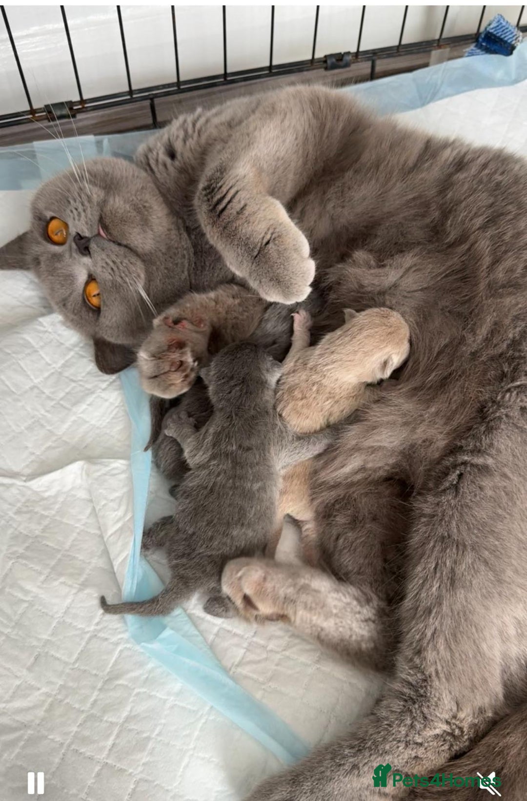 British Shorthair cats for sale: British shorthair kittens up for sale  - Image 2