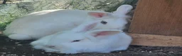 Mini Lion Lop rabbits for sale: Lion main lop white sisters 1 year old  - Advert 2