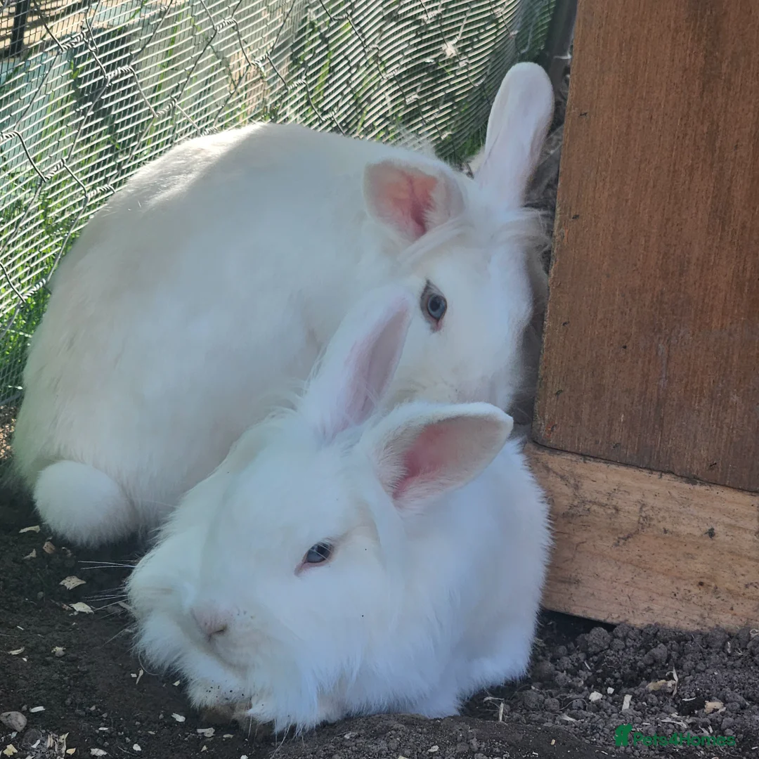Mini Lion Lop rabbits for sale: Lion main lop white sisters 1 year old  - Advert 2
