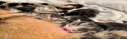 Mixed Breed cats for sale: 5 BEAUTIFUL KITTENS LOOKING FOR THEIR FOREVERHOMES in Worcester - Advert 8